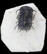 Large Spiny Koneprusia Trilobite - long #31046-2